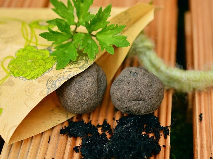 seed-bombs-seed-balls-seed-bomb-seeds